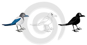 Magpie bird cartoon illustration set . Standing crow animal ornithology design. Vector clip art isolated on white background.