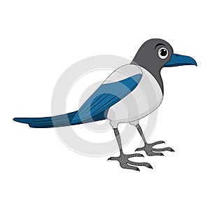 Magpie bird cartoon illustration. Standing crow animal ornithology design. Vector clip art isolated on white background