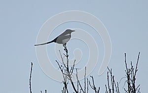 Magpie Bird Evening Tree Perch