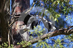 Magpie bird feeding juvenile in tree spring season nature