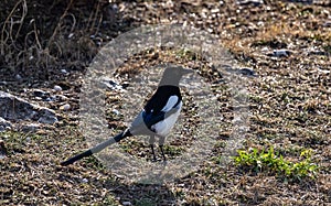 Urraca pájaro salta sobre el países 