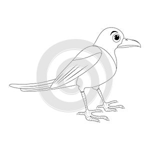 Magpie bird outline illustration set . Standing crow animal ornithology design. Vector clip art isolated on white background photo