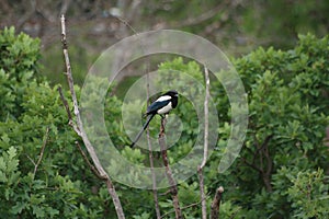 Magpie bird pair on a branch