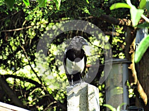 Magpie Bird perched on a fence pole