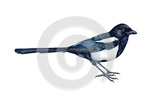 Magpie bird realistic watercolor illustration. Hand drawn pica pica avian. Common eurasian magpie on white background photo
