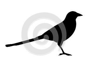 Magpie bird silhouette vector art white background