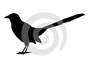 Magpie bird silhouette vector art white background
