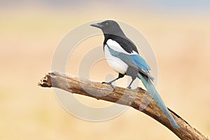 Magpie