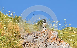 Magpie bird sitting on rock between wild flowers