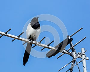 A Magpie, bird, sitting on a TV aerial.