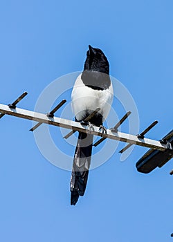 A Magpie, bird, sitting on a TV aerial.