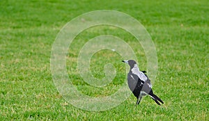 Magpie bird standing on green grass