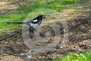 Magpie bird standing near puddle gathering filth for building nest