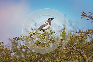 Magpie bird standing on a tree branch
