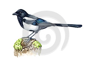 Magpie bird watercolor illustration. Hand drawn realistic pica pica avian. Common eurasian magpie on a tree branch