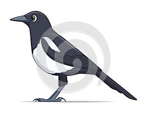 Magpie bird on a white background photo