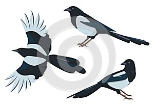 Magpie birds set. Magpies in different poses