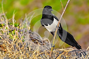 Magpie on a branch closeup - blurry background - Pica pica