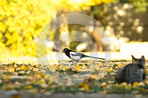 Magpie in bright golden colors of autumn