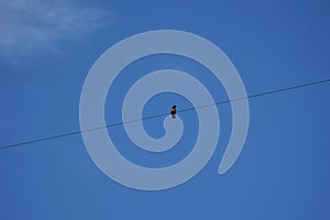 Magpie on cable over Brembo park