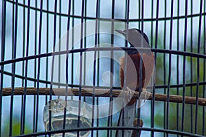 magpie in a cage
