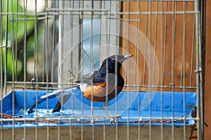 magpie in a cage