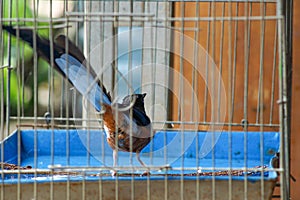 magpie in a cage