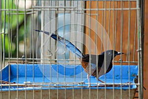 magpie in a cage