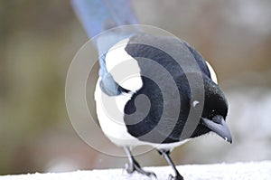 Magpie Close-up in Winter