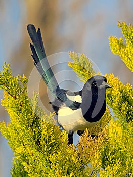Magpie in a Conifer Tree with Blue plumage
