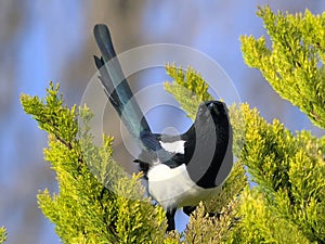 Magpie in a Conifer Tree with Blue plumage