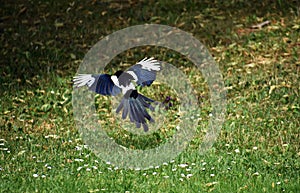 Magpie Eurasian, Pica pica in flight.