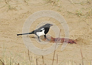 Magpie feeding on seal afterbirth