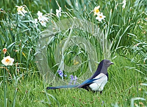 Magpie in a field with daffodils - Blue plumage photo