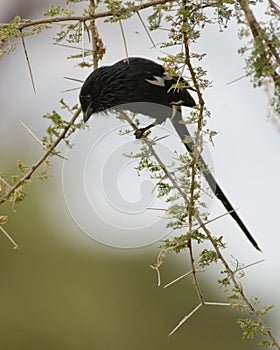 Magpie Finch