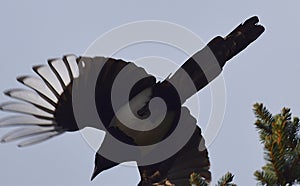 Magpie in flight close up