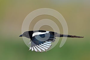 Magpie in flight pica caudata photo