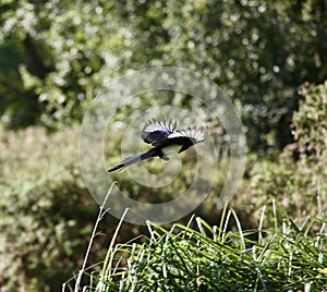 Magpie in flight through trrees