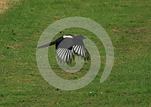 Magpie flying low