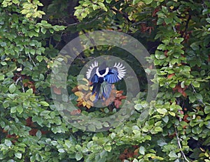 Magpie flying into a tree