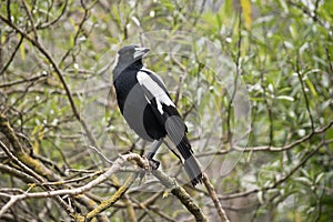 Austrálsky straka vták 
