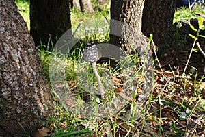 Magpie Fungus Or Coprinus Picaceus In Etna Park, Sicily