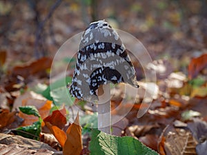 Magpie fungus and leaves on the forest floor