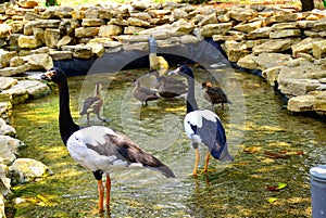 magpie geese