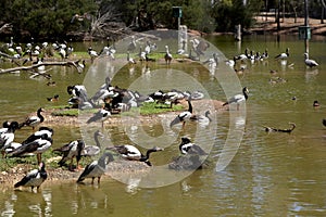 Magpie geese