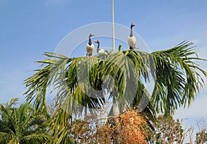 Magpie geese perched high on a palm tree top, looking at the late afternoon sun.