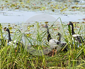 Magpie geese