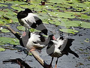 Magpie geese