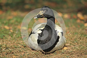Magpie goose