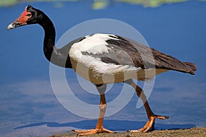 MAGPIE GOOSE anseranas semipalmata, ADULT STANDING NEAR WATER, AUSTRALIA